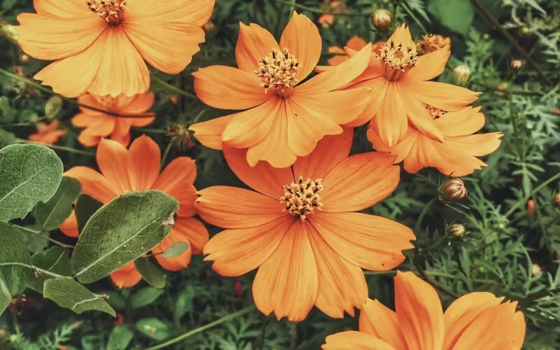 Причины дисбаланса Свадхистаны